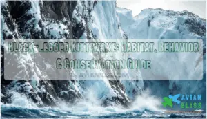 black legged kittiwake