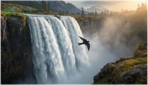 black swift habitat and distribution