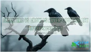 blackbird vs crow vs raven