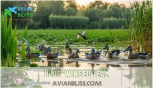 blue-winged teal