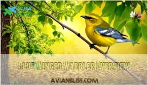 blue winged warbler overview