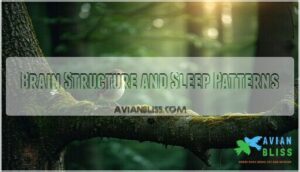 brain structure and sleep patterns