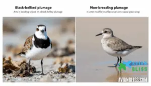 breeding vs. non-breeding plumage