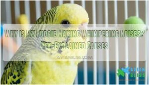 budgie making whimpering noises