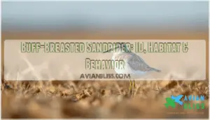buff breasted sandpiper