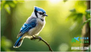 caring for and protecting baby blue jays