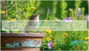 carolina wren carolina wren