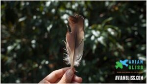 common challenges in bird feather identification
