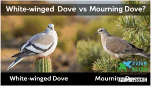 comparison with mourning dove