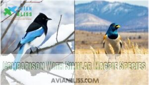 comparison with similar magpie species