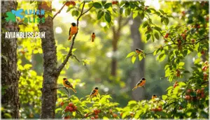 comparison with similar oriole species