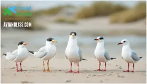 comparison with similar tern species