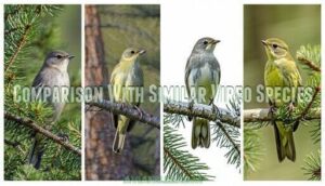 comparison with similar vireo species
