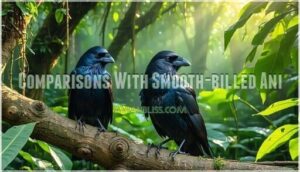 comparisons with smooth-billed ani