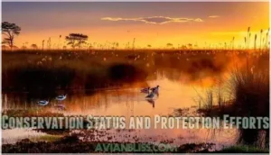 conservation status and protection efforts