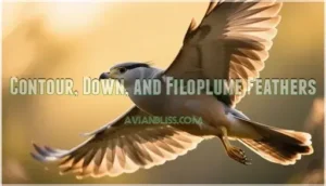 contour, down, and filoplume feathers
