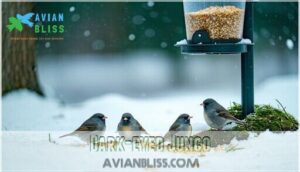 dark-eyed junco dark-eyed junco