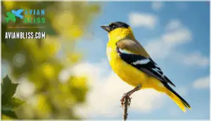 description of the lawrence's goldfinch