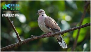 description of the white-tipped dove