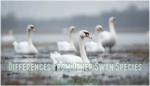 differences from other swan species