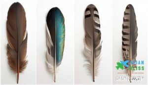 differentiating feathers from various bird groups