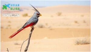 distinctive features and color patterns