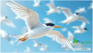 distinctive field marks distinctive field marks