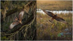 distinguishing accipiters vs. buteos