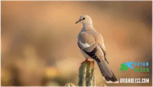 distinguishing features and plumage