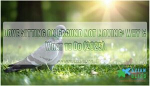 dove sitting on ground not moving