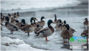 ducks, geese, and waterfowl