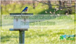 eastern bluebird nesting habits eastern bluebird nesting habits