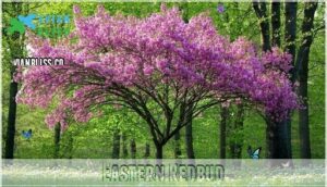 eastern redbud