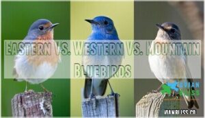 eastern vs. western vs. mountain bluebirds
