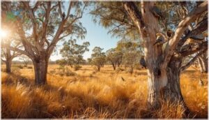 eucalyptus woodlands and savannas