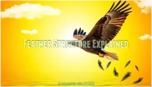 feather structure explained