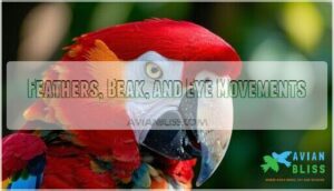 feathers, beak, and eye movements