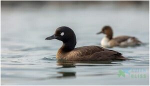 female and juvenile characteristics