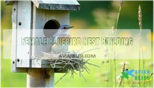 female bluebird nest building female bluebird nest building