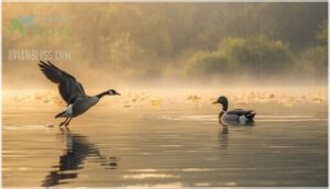 flight and swimming abilities