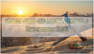 florida scrub jay florida scrub jay