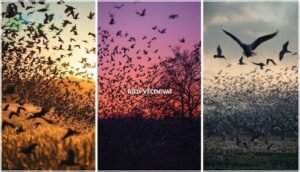 foraging, roosting, and migratory flocks foraging, roosting, and migratory flocks