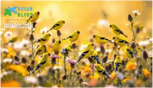 goldfinch behavior and social patterns
