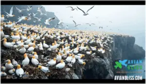 habitat and distribution of northern gannets