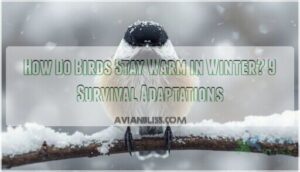 how do birds stay warm in winter