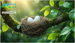 hummingbird eggs and nest construction