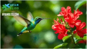 hummingbirds hummingbirds