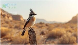 identification of say's phoebe