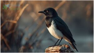 identifying big black birds with white bellies