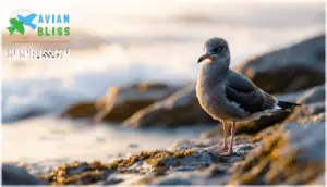 immature gull appearance